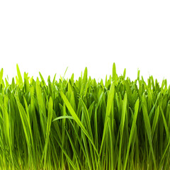 Lush Green Blades: An up-close view of vibrant, verdant grass, showcasing the intricate textures and lively hues of a flourishing patch.