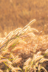Golden grass field in the morning, nature background concept.