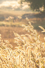 Golden grass field in the morning, nature background concept.