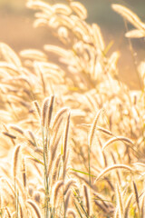 Golden grass field in the morning, nature background concept.