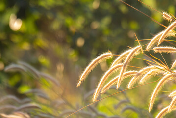 Golden grass field in the morning, nature background concept.