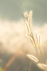 Golden grass field in the morning, nature background concept.