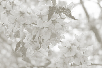 Cloud dancer color toned flowering sakura. Copy space. Cloud dancer color background. Trendy color 2026