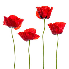 Poppy's Dance: A vibrant display of red poppies standing tall. Each delicate petal unfolds, their fiery hues against a backdrop, creating a dance of nature's elegance. 