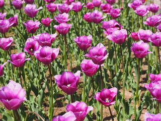 新潟県産チューリップ　雪紫