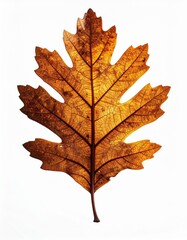 Obraz premium Isolated Oak Leaf with Warm Tones Against White Background