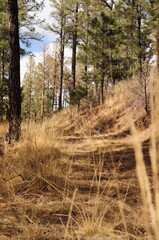 Pine Tree Forest Trail