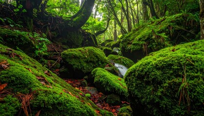 Obraz premium Green forest landscape with a flowing stream, mossy rocks, and trees in the morning rain