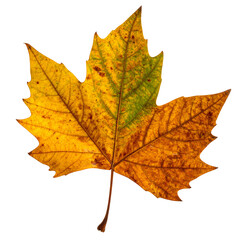 Autumn Leaf's Golden Hues: A close-up captures a single autumn leaf, showcasing its vibrant transformation from green to gold, revealing intricate details and textures, embodying the essence of fall.