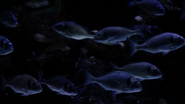 Sea bream and sea bass underwater footage in clear tank. Sea bream and sea bass swimming in aquarium. Chupra and sea ​​bass fish displaying natural behavior in tank.