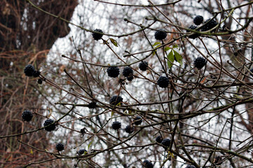 Eleuthero fruits in close-up. plant in autumn. illustration. dreary autumn photo. blurred background with highlights and bokeh.