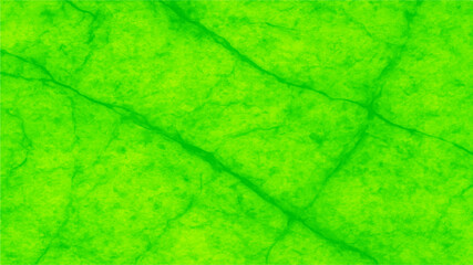 Close-up macro texture of a fresh green leaf showing detailed veins, a vibrant pattern of life and natural botany