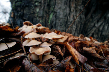 a family of dung fungi growing from under fallen leaves. autumn landscape. close-up of mushrooms. autumn depression. illustration.
