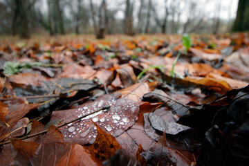 autumn landscape of fallen leaves. close-up. gloomy autumn. melancholy.