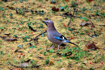 jay among the larch needles in the forest. close-up. wild nature photography. forest bird. illustration.