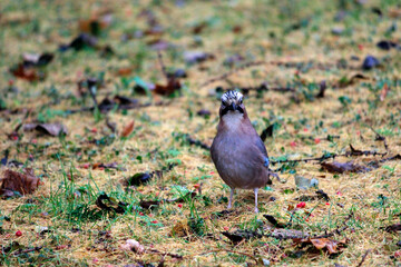 jay, close-up. wild nature photo. forest bird. illustration.
