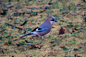 jay, close-up. wild nature photo. forest bird. illustration.