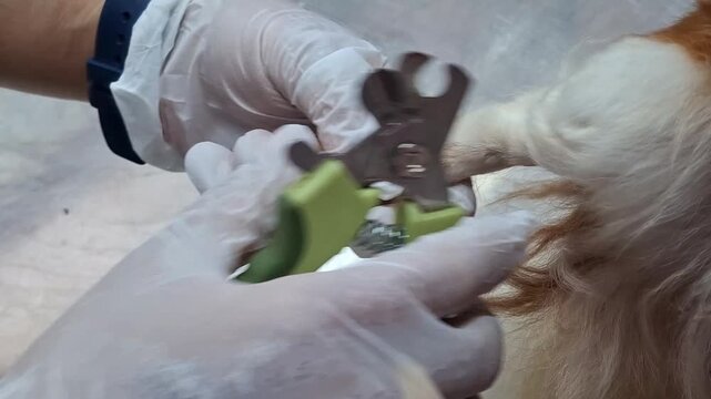 When using dog nail clippers, care must be taken to avoid cutting the "pink tissue" (quick) inside the nail, which contains blood vessels and nerves.