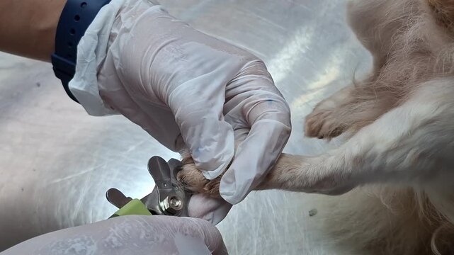 When using dog nail clippers, care must be taken to avoid cutting the "pink tissue" (quick) inside the nail, which contains blood vessels and nerves.
