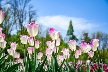 Tulip Shirley blooming under clear blue sky, white petals with pink edges shining in sunlight, elegant spring flowers creating a fresh background.