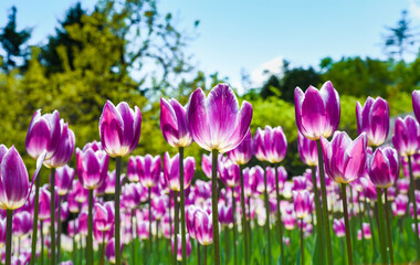 Vivid purple and white Triumph Atlantis tulips bloom under a bright blue sky, creating a stunning...