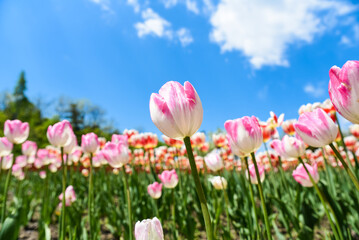Fototapeta premium White and pink bicolor tulips bloom tall in spring garden, creamy white petals edged with soft pink under clear blue sky with copy space background.