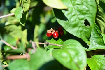 Macro photo of Lonicera xylosteum berries known as fly honeysuckle or dwarf honeysuckle showing vibrant red fruits and green foliage in autumn.