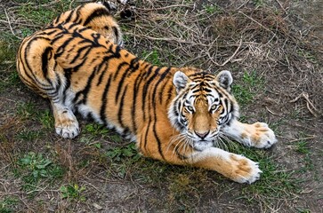 Wild Amur tiger resting on the ground in the Far East of Russia, symbol of Siberian wilderness and power of nature.