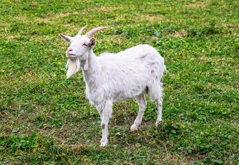Obraz premium Adult white goat standing on green grass and looking into the distance. Peaceful rural scene with calm farm animal in natural countryside environment.