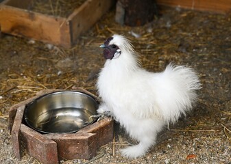 White Silkie chicken standing near a metal water bowl in a farm enclosure. Fluffy feathers and dark face typical of this ornamental poultry breed.