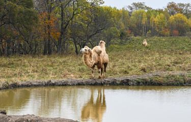Bactrian camel standing by a small pond in autumn forest landscape, reflected in the water on a quiet rural field.