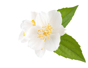 jasmine flower on transparent background 