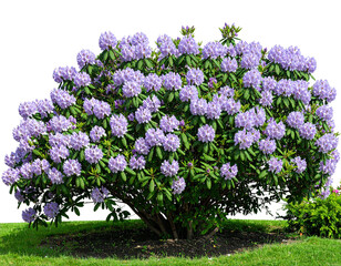 Light purple flower bush isolated