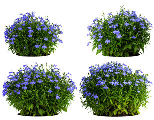 lobelia flower bushes isolated 