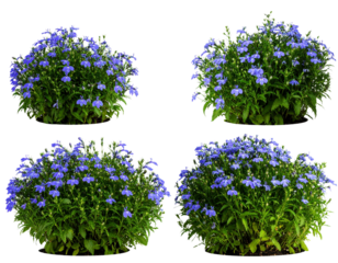 lobelia flower bushes isolated 