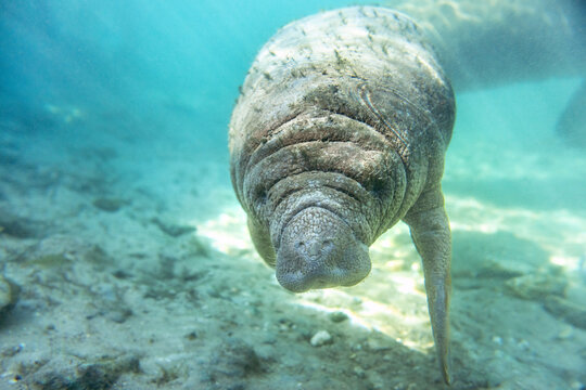 Florida manatees (Trichechus manatus latirostris) in Crystal River. Camera dipped from kayak while taking care not to disturb these protected mammals. Please follow all state/federal protection laws.