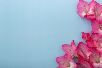 Flat lay bouquet of pink gladiolus flowers on a light blue background