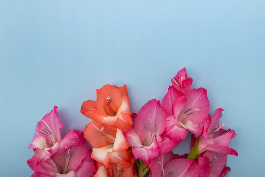 Flat lay bouquet of pink orange gladiolus flowers on a light blue background