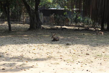 A group of spotted deer (Axis axis) resting under the shade in a wildlife enclosure. A majestic stag with antlers sits in the foreground, surrounded by female and young deer. park, zoo, deer, animal