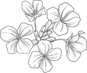 Wallflower Botanical Illustration – Erysimum Vintage Drawing