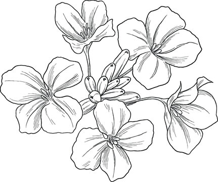 Wallflower Botanical Illustration &ndash; Erysimum Vintage Drawing