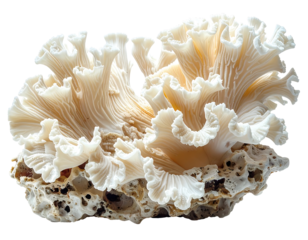 Intricate Natural Ivory Coral with Delicate Branches