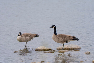 Two Canadian geese each standing on one leg 