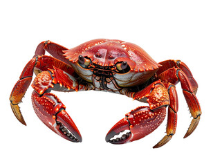 Detailed Red Crab Figurine on White Isolated Background