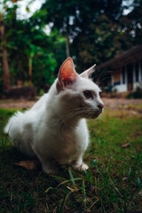 A side portrait of a relaxed adult white cat resting on the grass outdoors