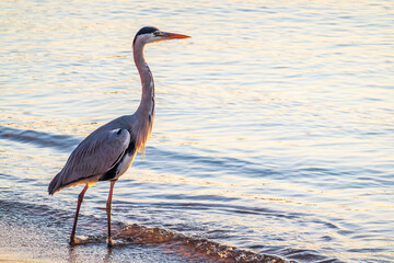 A heron hunting in the sea. Grey heron on the hunt