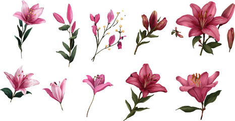 Hand drawn lily floral branch design