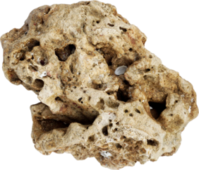 Porous Coastal Rock Isolated on Transparent Background