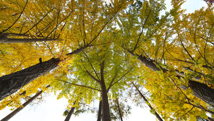 Golden Ginkgo Trees in Autumn Forest