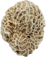 Porous Coastal Rock Isolated on Transparent Background